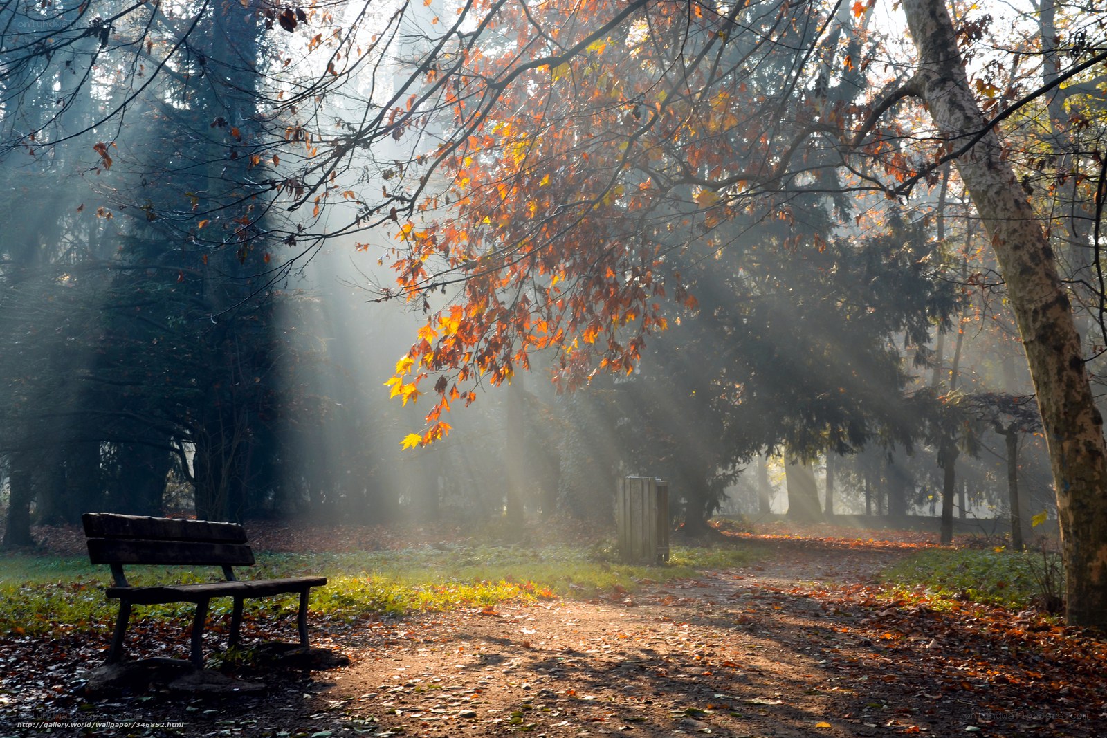 Sunlight through autumn trees