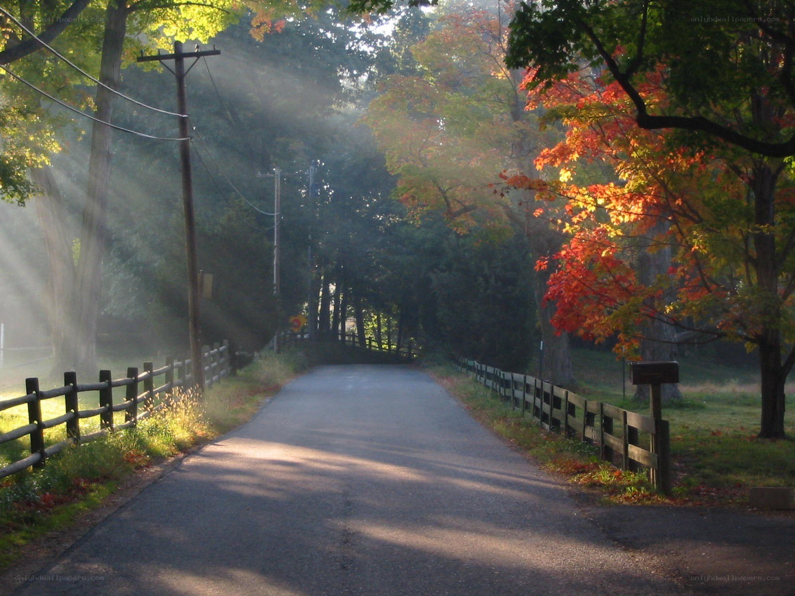 Sunlight through autumn trees