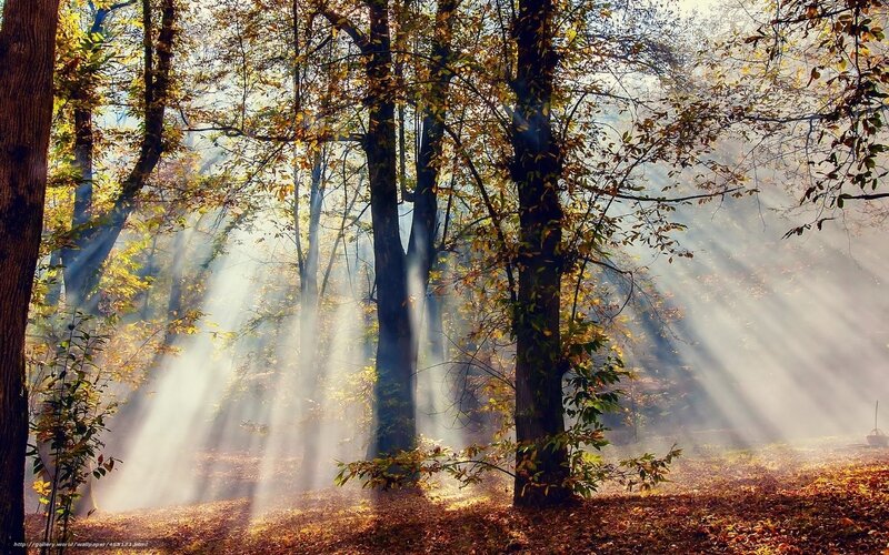 Sunlight Through Autumn Trees — Brown
