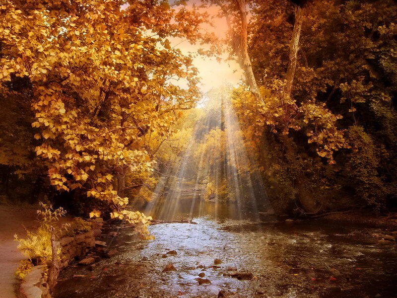 Sunlight Through Autumn Trees — Gold, Serene, Photograph