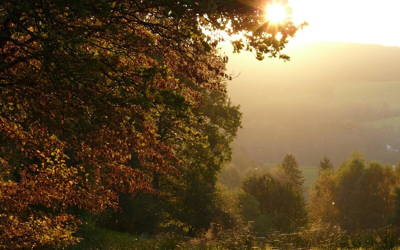 Sunlight Through Autumn Trees — Gold, Serene, Sunset, Photograph