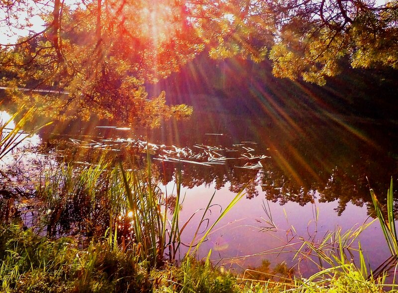 Sunlight Through Autumn Trees — Gold, Serene, Sunset