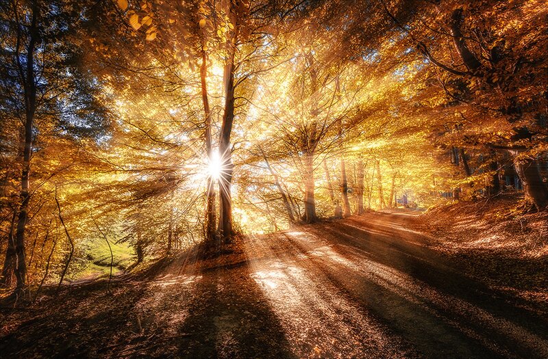 Sunlight Through Autumn Trees — Gold, Serene