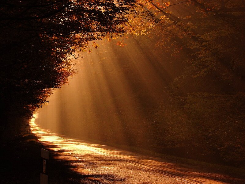 Sunlight Through Autumn Trees — Gold