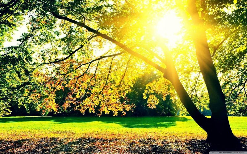 Sunlight Through Autumn Trees — Green, Serene, Afternoon