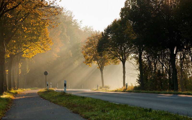 Sunlight Through Autumn Trees — Green, Serene, Morning