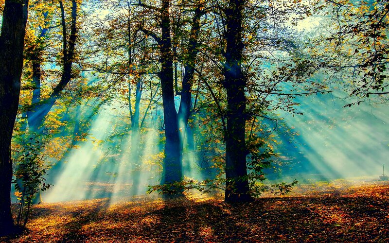 Sunlight Through Autumn Trees — Green, Serene, Photograph, Leaves