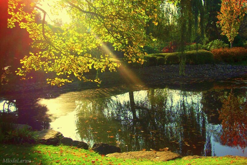 Sunlight Through Autumn Trees — Green, Serene, Photograph