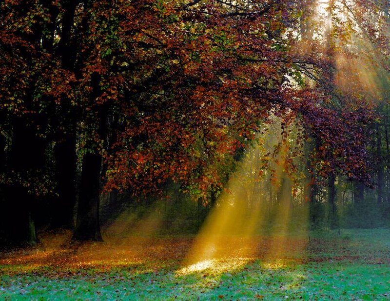 Sunlight Through Autumn Trees — Green, Serene