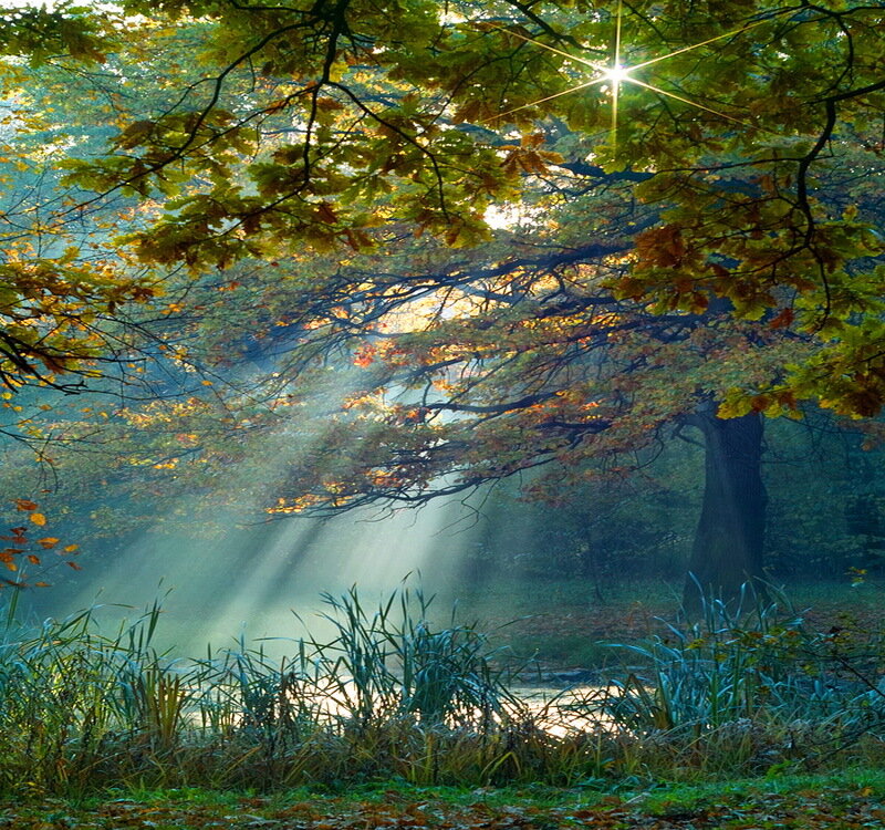 Sunlight Through Autumn Trees — Green