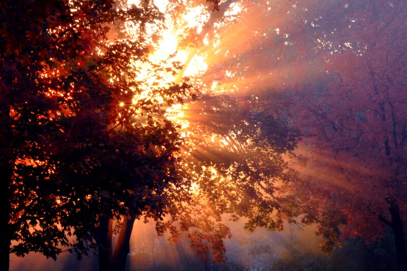 Sunlight Through Autumn Trees — Orange, Dramatic