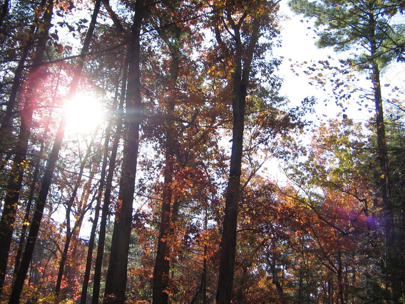 Sunlight Through Autumn Trees — Orange, Serene, Photograph, Leaves, Sun