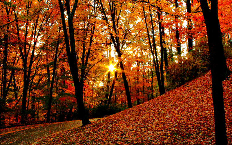Sunlight Through Autumn Trees — Orange, Serene, Photograph, Leaves