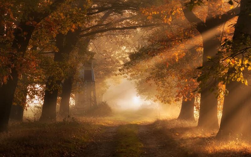 Sunlight Through Autumn Trees — Orange, Serene, Photograph, Path