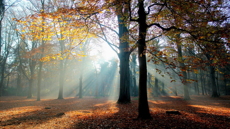 Sunlight Through Autumn Trees — Orange, Serene, Photograph