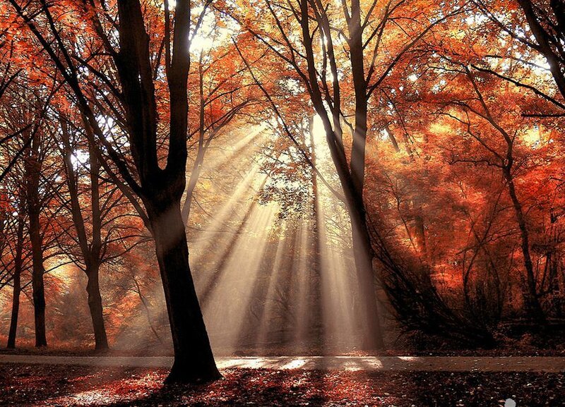 Sunlight Through Autumn Trees — Orange, Serene