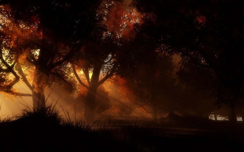 Sunlight Through Autumn Trees — Orange