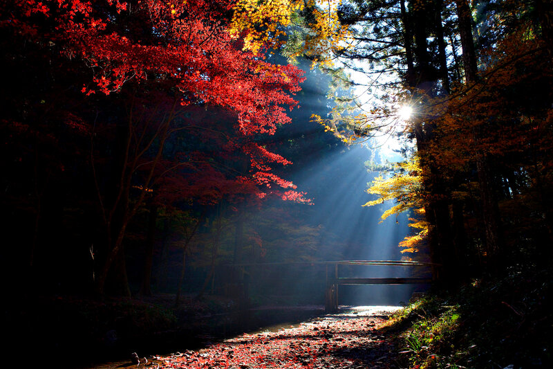 Sunlight Through Autumn Trees — Red, Dramatic, Photograph, Bridge