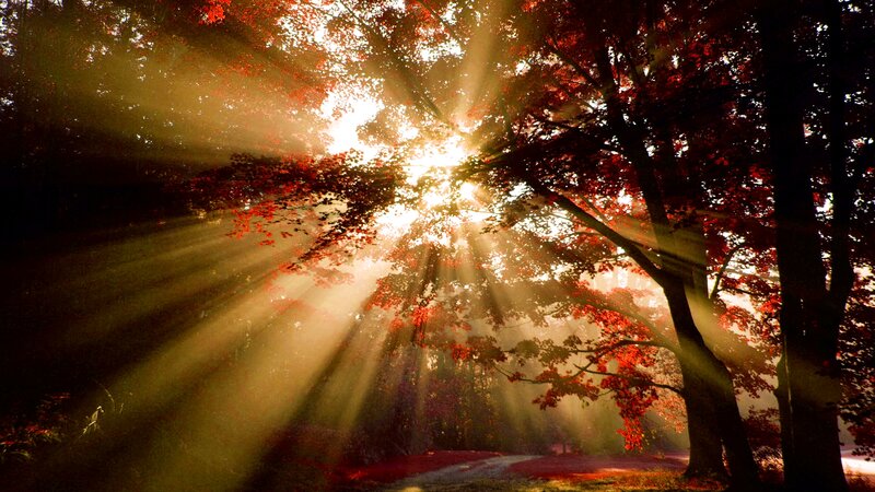 Sunlight Through Autumn Trees — Red, Dramatic, Photograph
