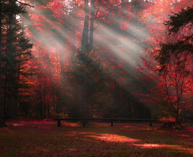 Sunlight Through Autumn Trees — Red, Serene, Photograph