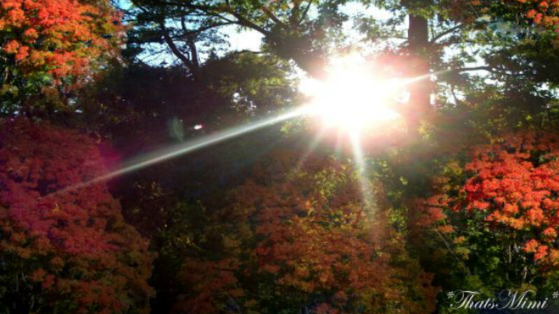 Sunlight Through Autumn Trees — Red, Serene