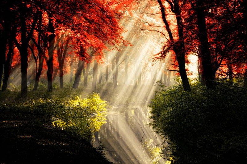 Sunlight Through Autumn Trees — Red