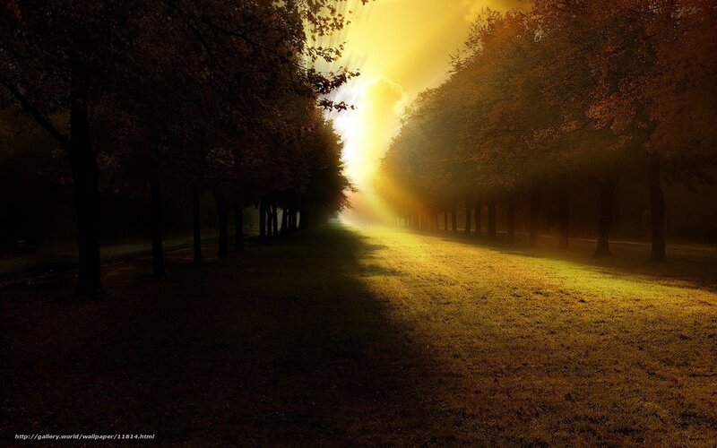 Sunlight through autumn trees