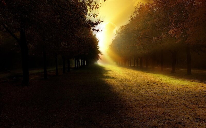 Sunlight Through Autumn Trees — Yellow, Dramatic