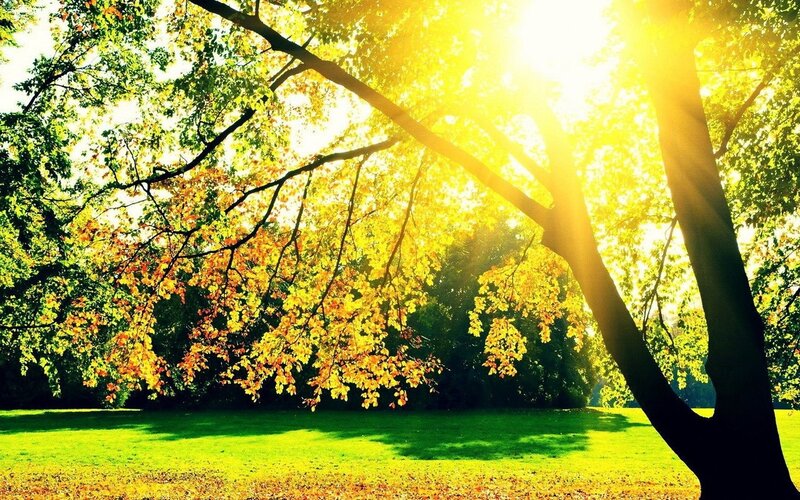 Sunlight Through Autumn Trees — Yellow, Serene, Afternoon