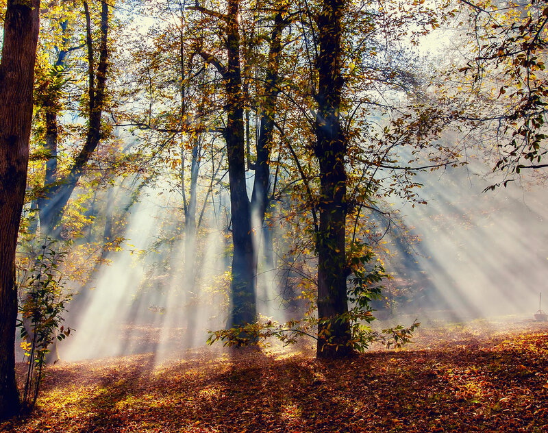 Sunlight Through Autumn Trees — Yellow, Serene, Photograph, Leaves, Fog