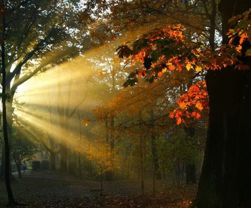 Sunlight Through Autumn Trees — Yellow, Serene, Photograph, Leaves, Sunbeams