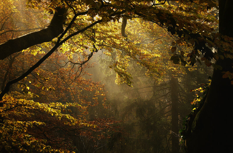 Sunlight Through Autumn Trees — Yellow, Serene, Photograph, Leaves