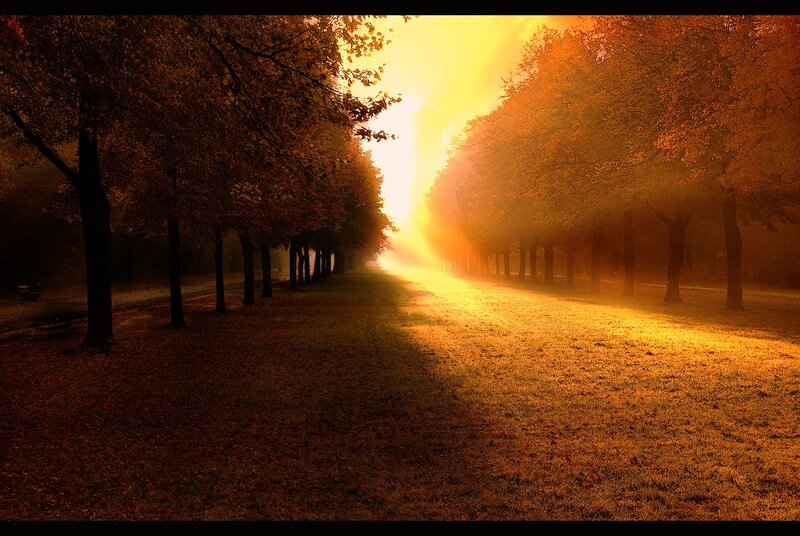 Sunlight Through Autumn Trees — Yellow, Serene, Photograph, Path, Fog