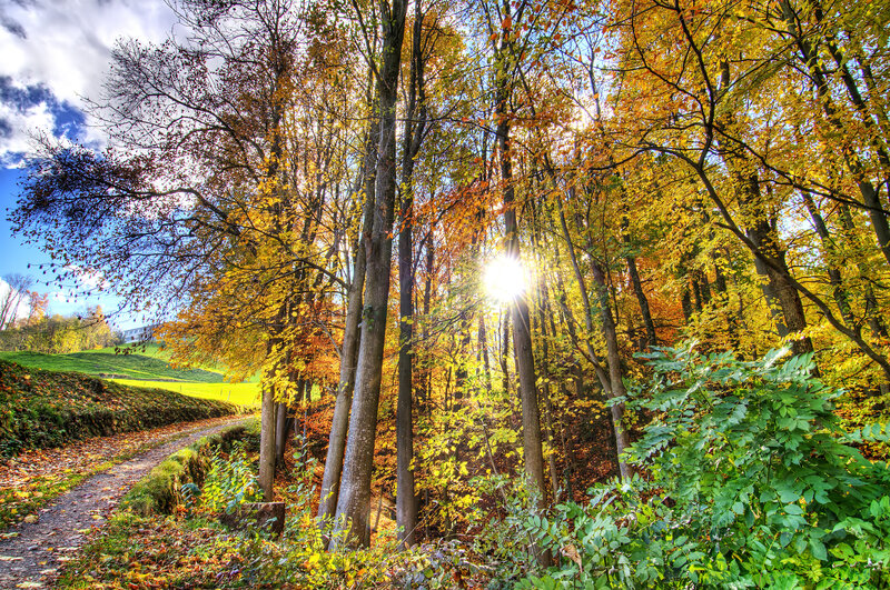 Sunlight Through Autumn Trees — Yellow, Serene, Photograph, Path, Forest