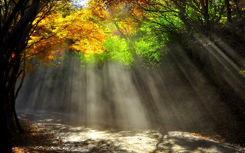 Sunlight Through Autumn Trees — Yellow, Serene, Photograph, Path, Leaves