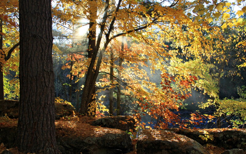 Sunlight Through Autumn Trees — Yellow, Serene, Photograph, Rocks