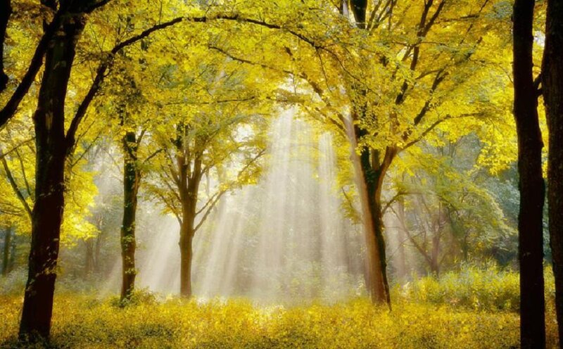 Sunlight Through Autumn Trees — Yellow, Serene, Photograph, Sunbeams