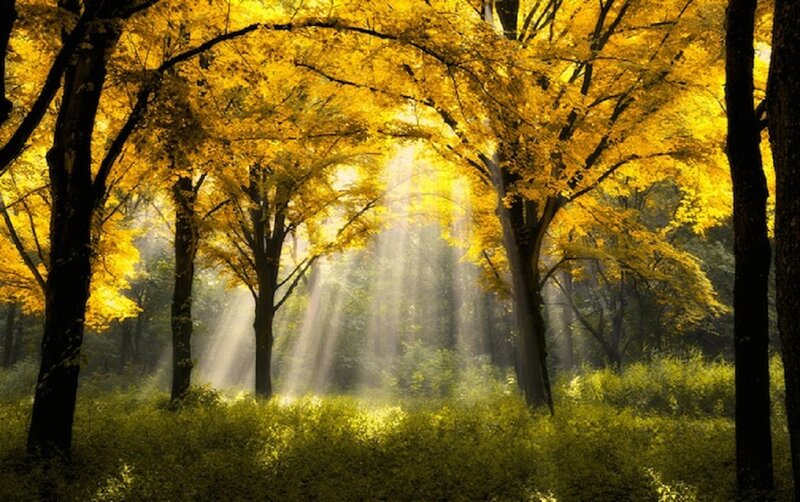 Sunlight Through Autumn Trees — Yellow, Serene, Photograph