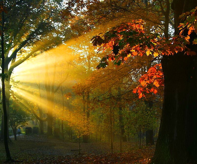 Sunlight Through Autumn Trees — Yellow, Serene