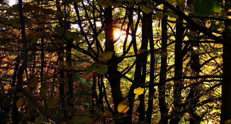 Sunlight Through Autumn Trees — Yellow