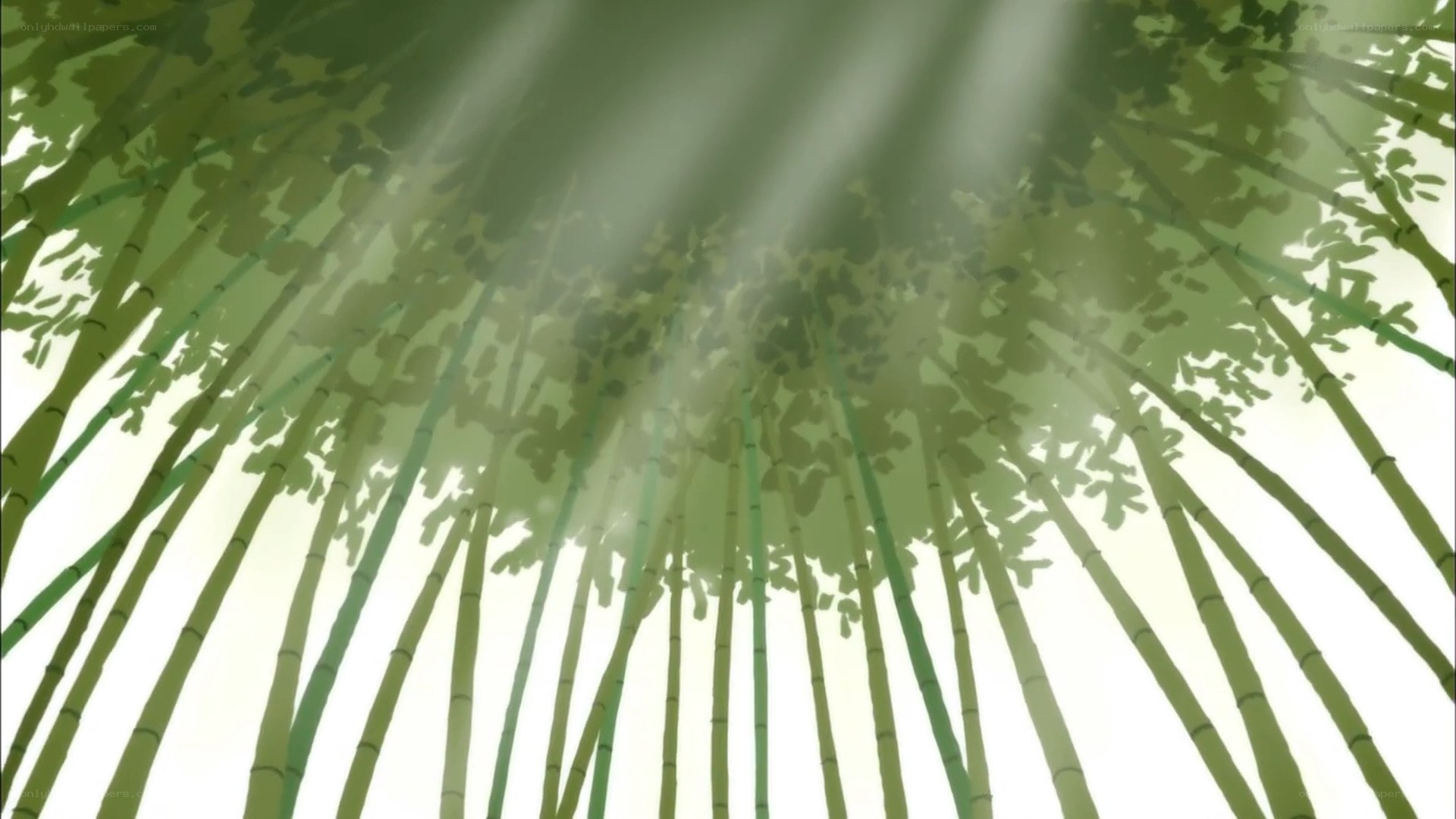 sunlight through bamboo forest