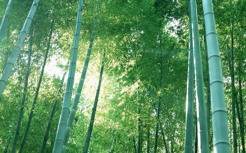 Sunlight through bamboo forest