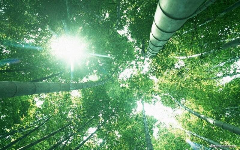 Sunlight through bamboo forest