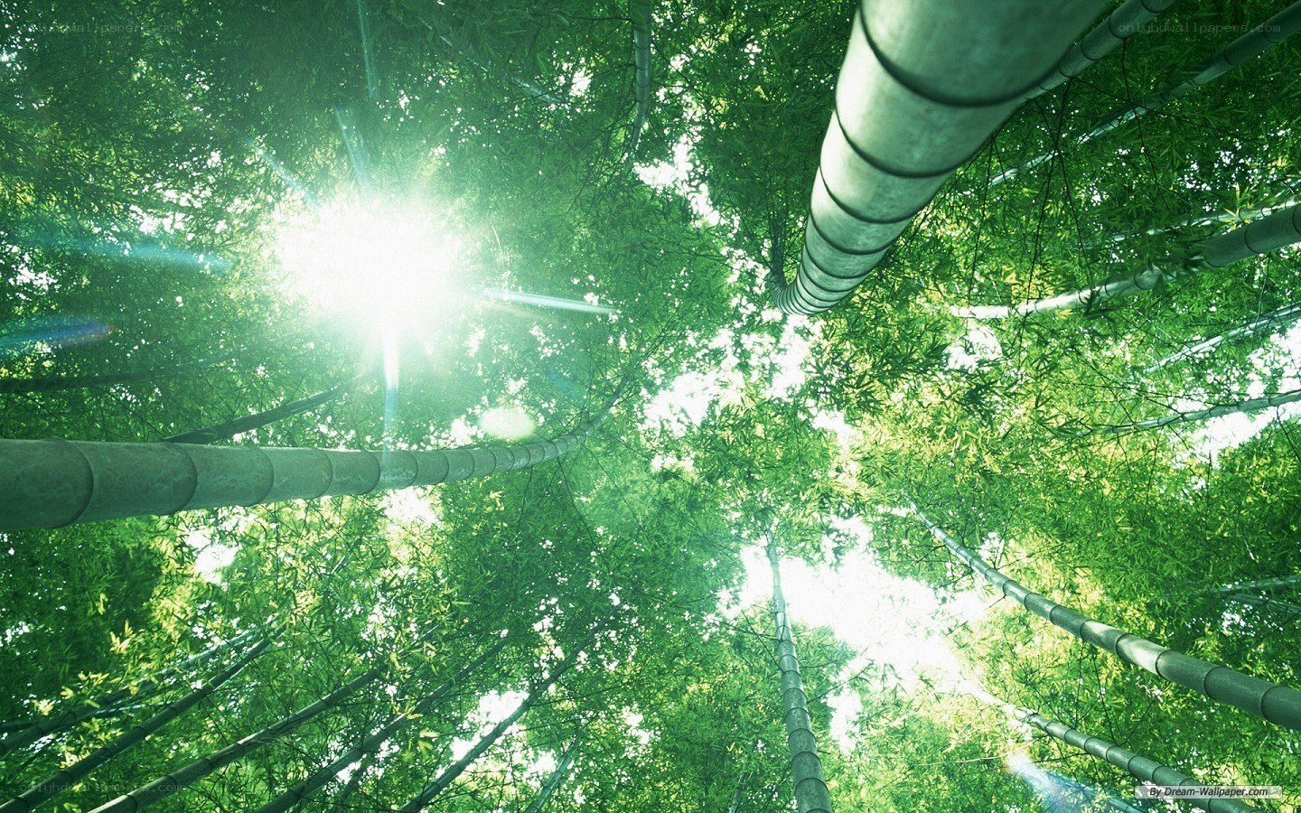 Sunlight through bamboo forest