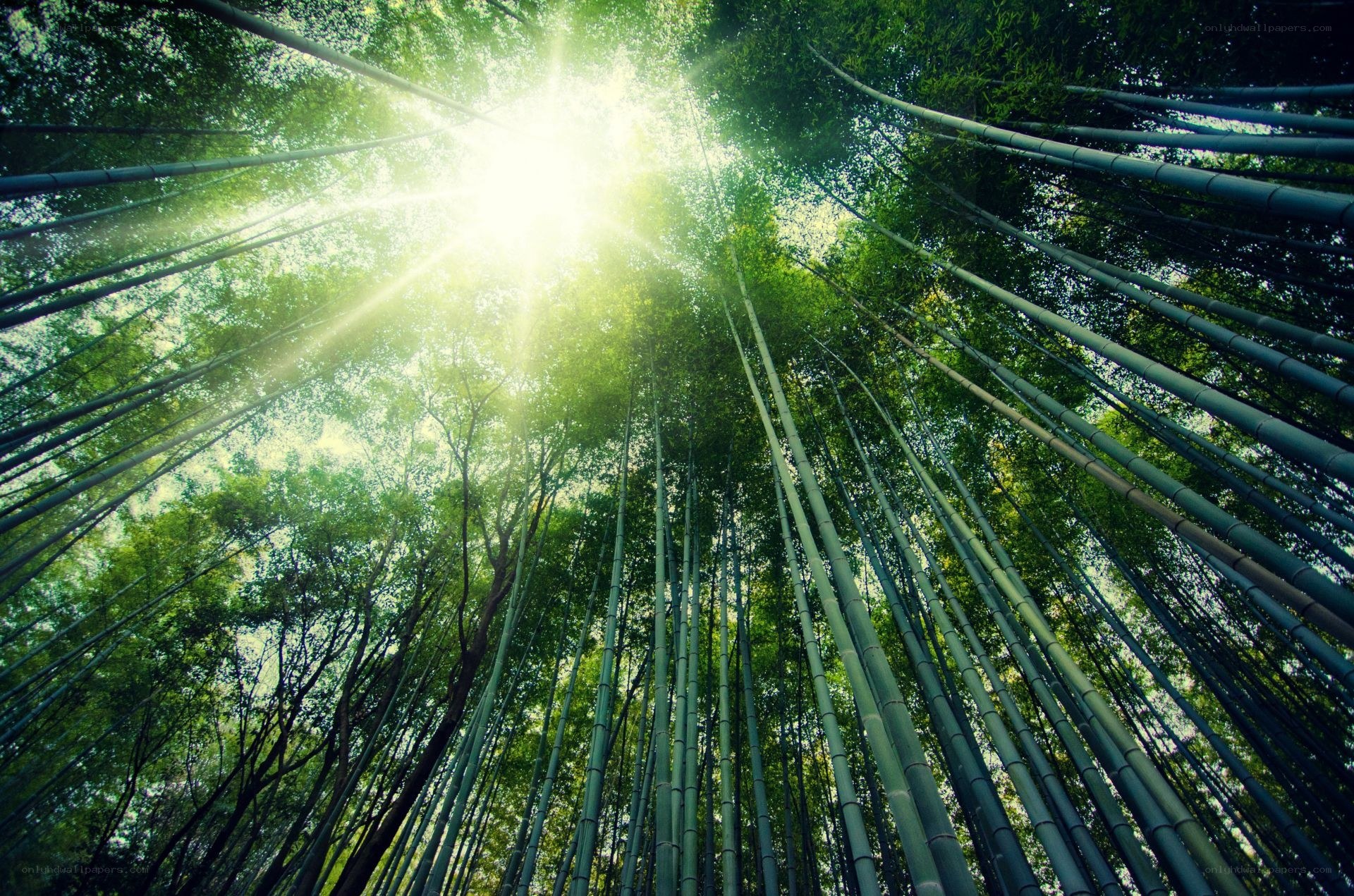 Sunlight through bamboo forest