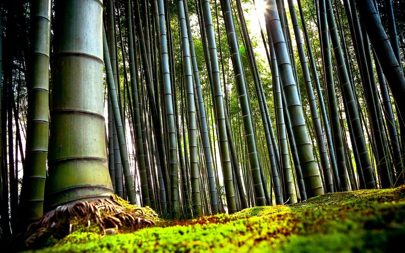 Sunlight through bamboo forest