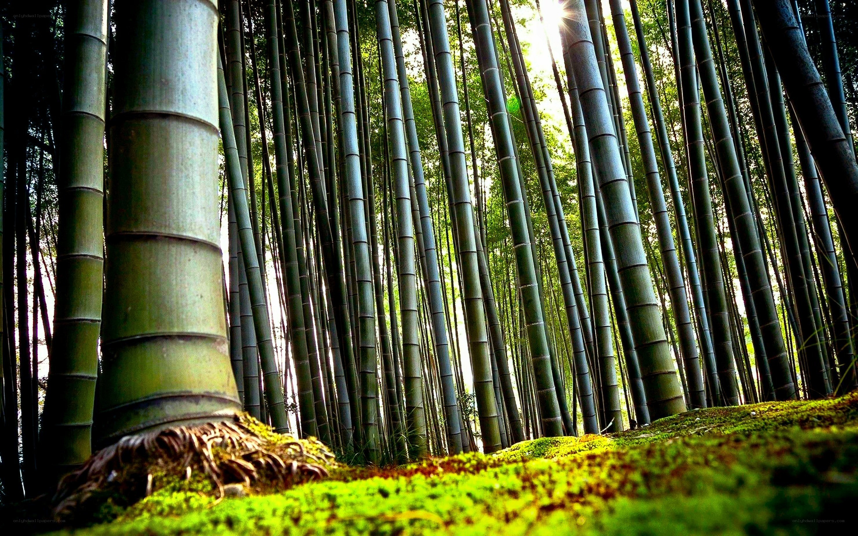 Sunlight through bamboo forest