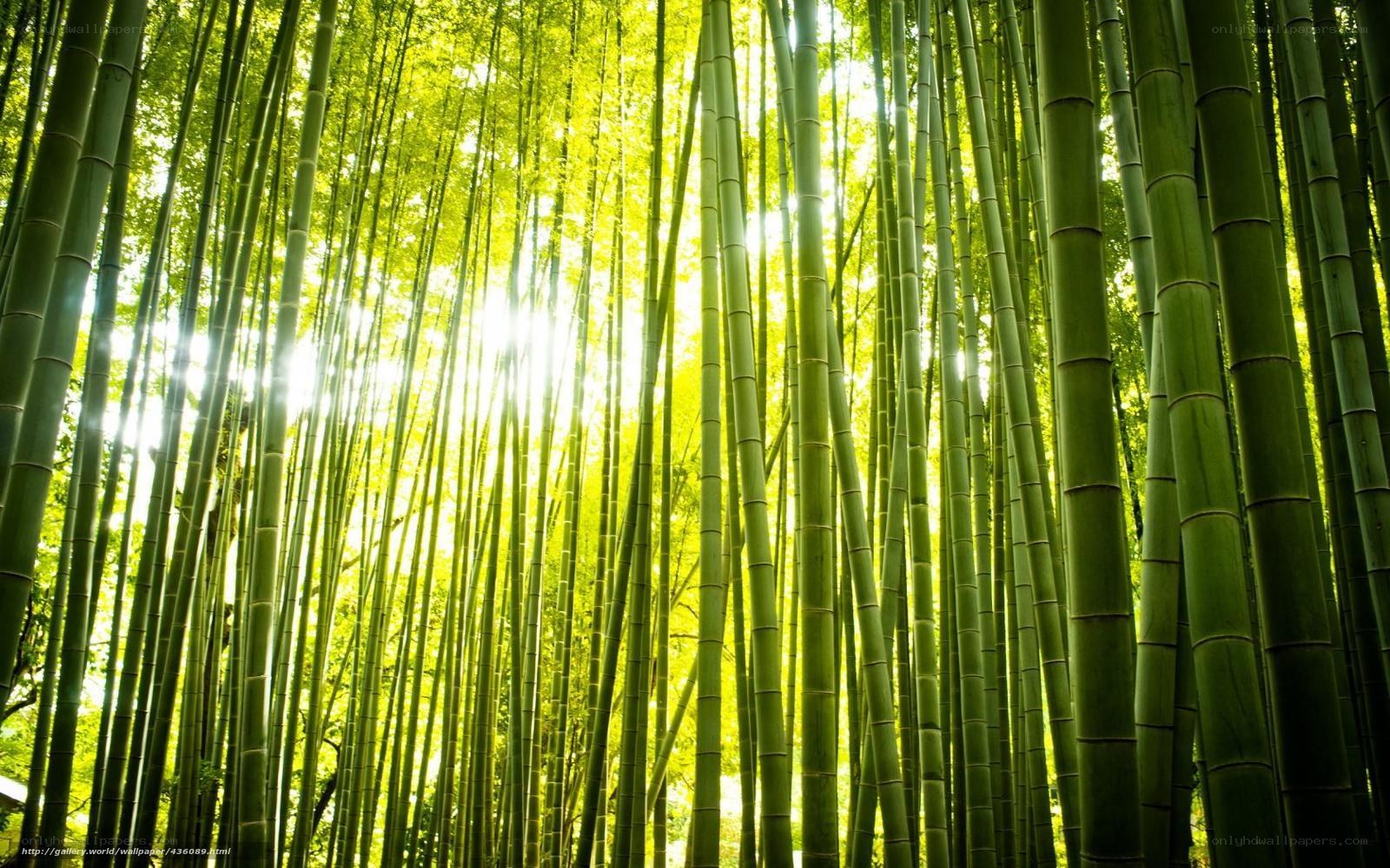 Sunlight through bamboo forest