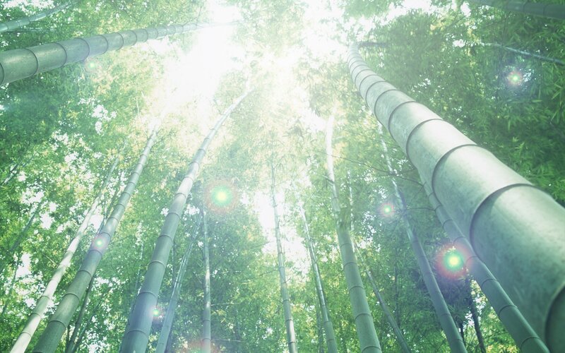 Sunlight through bamboo forest