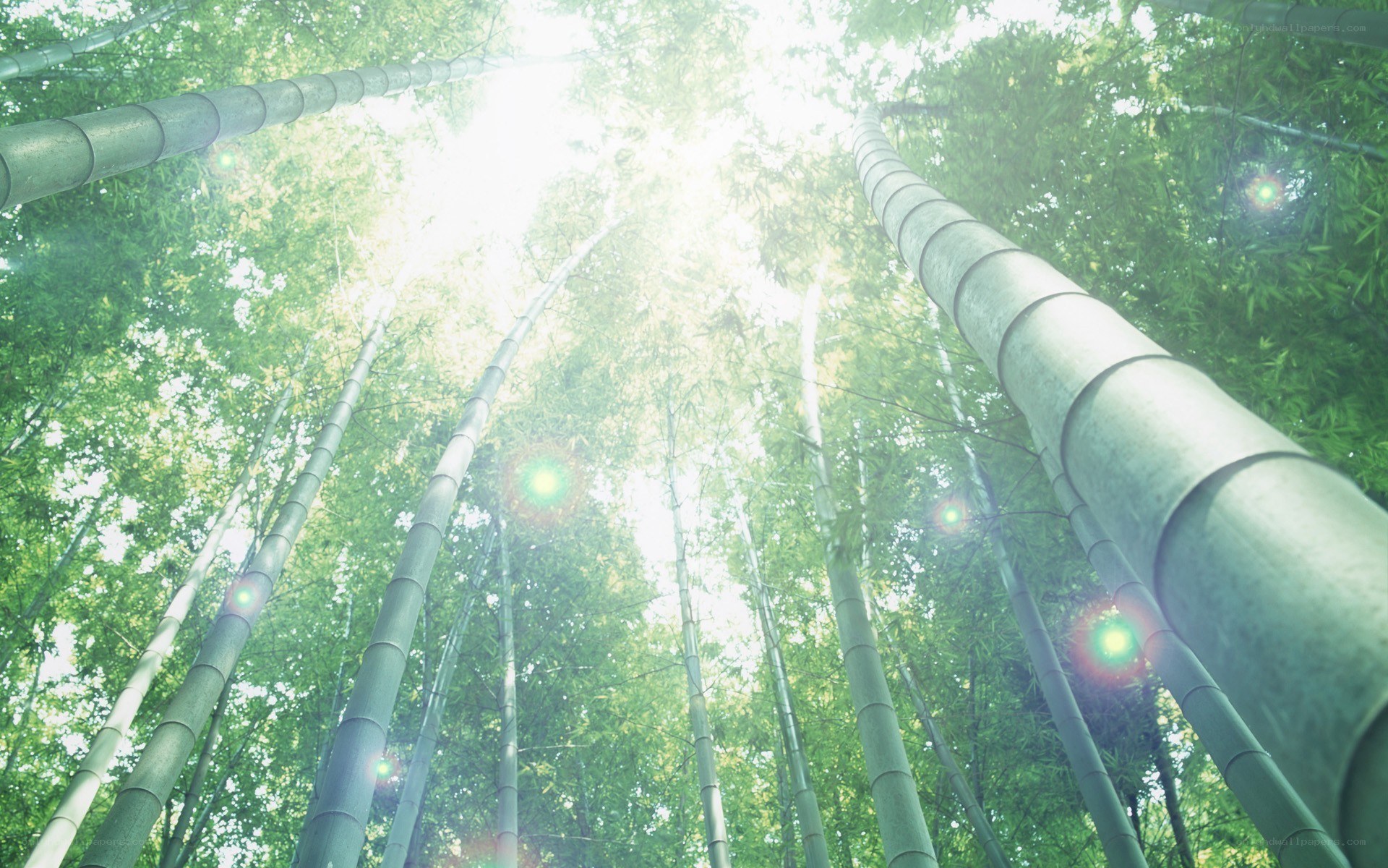 Sunlight through bamboo forest
